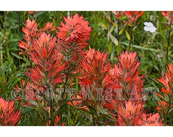 Indian Paintbrush Flower - Prairie Fire Red – Fine Art, Wall Art Décor Home/Office, Abstract Gicleé Print, 20 x 30 Canvas, Acrylic, or Metal