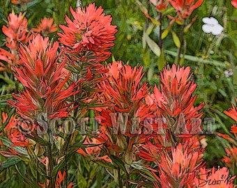 Indian Paintbrush Flower Prairie Fire Red – Fine Art, Wall Art Décor Home/Office, Abstract Gicleé Print,  16 x 20 Canvas, Acrylic, or Metal