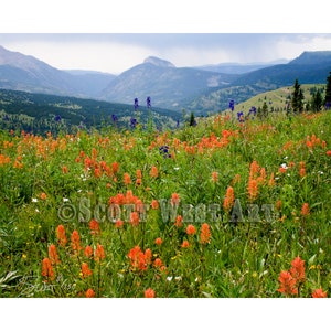Indian Paintbrush Flowers Wall Art Décor Highland Garden Fine Art - Home/Office, Abstract Gicleé Print, 16 x 20 Canvas, Acrylic, or Metal