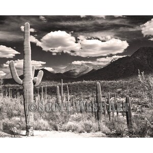 Cactus Black & White Boho Desert Sentinels – Fine Art, Wall Art Décor Home/Office, Abstract Gicleé Print, 16 x 20 Canvas, Acrylic, or Metal