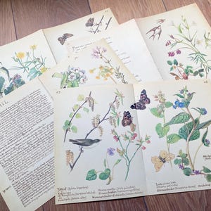 Edith Holden The Country Diary of an Edwardian Lady pacote de papel, holandês, alemão, inglês, Wild Flower Garden, Country Diary Recipe pages