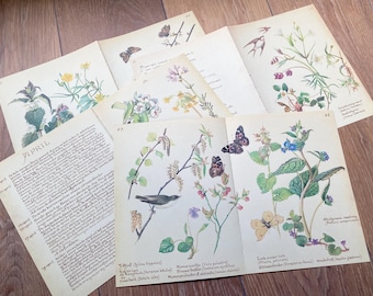 Paper Pack Edith Holden The Country Diary of an Edwardian Lady, Nederlands, Duits, Engels, Wild Flower Garden, Country Diary Receptpagina's