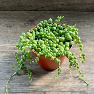 String of Pearls Plant - Curio Rowleyanus in a 4" Pot - Live Indoor Houseplant - Trailing Plant Shipped with Care