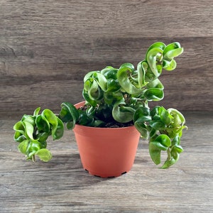 Hoya Carnosa Compacta - Hindu Rope Hoya Plant in 4" Pot - Exceptional Quality Houseplant - Optional White Decorative Pot