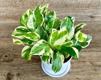 Epipremnum Aureum Pearls and Jade Pothos Plant in a 4" Pot - Indoor Variegated Houseplant - Trailing Plant - Optional White Decorative Pot