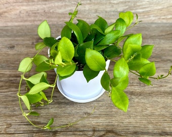 Hoya Heuschkeliana Plant in 4" Pot - Waxflower, Waxplant, Waxvine - Exceptional Quality Houseplant - Optional White Decorative Pot