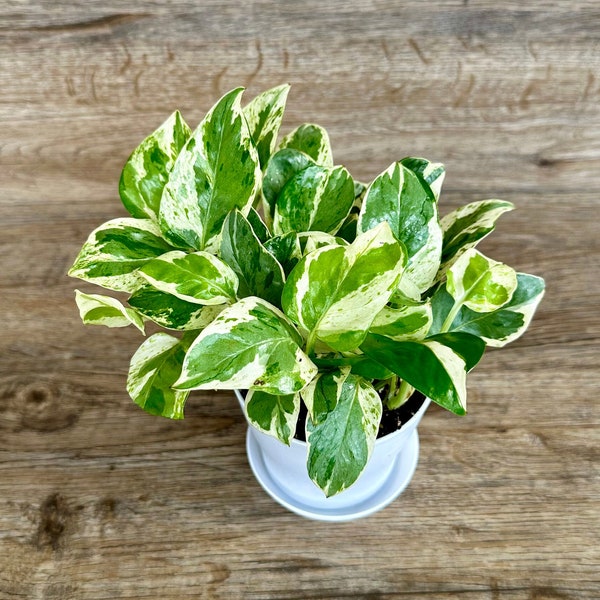 Epipremnum Aureum Pearls and Jade Pothos Plant in a 4" Pot - Indoor Variegated Houseplant - Trailing Plant - Optional White Decorative Pot