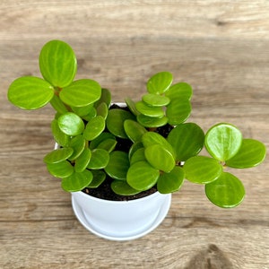 Peperomia Hope Plant in a 4" Pot - Live Indoor Houseplant - Trailing Jade - Optional White Decorative Pot