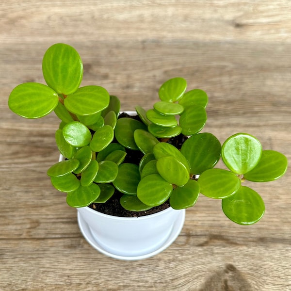 Peperomia Hope Plant in a 4" Pot - Live Indoor Houseplant - Trailing Jade - Optional White Decorative Pot