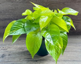 Neon Pothos Plant in a 4" Pot - Live Vining Indoor Houseplant - Epipremnum Aureum