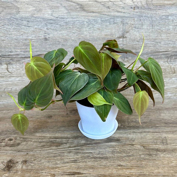 Philodendron Micans Hederaceum Plant in a 4" Pot - Live Trailing Indoor Houseplant with Velvety Leaves - Optional White Decorative Pot