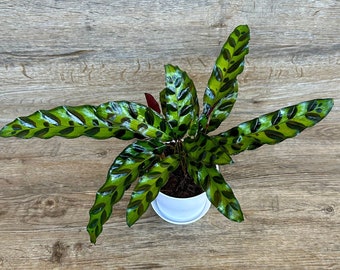 Calathea Lancifolia Rattlesnake Prayer Plant in a 4" Pot - Live Indoor Houseplant - Optional White Decorative Pot