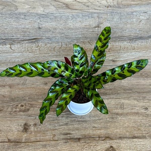 Calathea Lancifolia Rattlesnake Prayer Plant in a 4" Pot - Live Indoor Houseplant - Optional White Decorative Pot