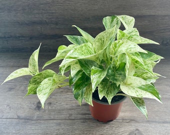 Marble Queen Pothos Plant in a 4" Pot - Epipremnum Aureum Variegated Houseplant - Live Indoor Vining Trailing Plant