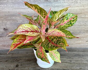 Aglaonema Sparkling Sarah Plant in a 6" Pot - Variegated Chinese Evergreen - Live Indoor Houseplant - Optional White Decorative Pot