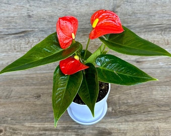 Anthurium Red Plant in a 4" Pot - Flamingo Lily - Exceptional Flowering Houseplant - Indoor Plant - Optional White Decorative Pot