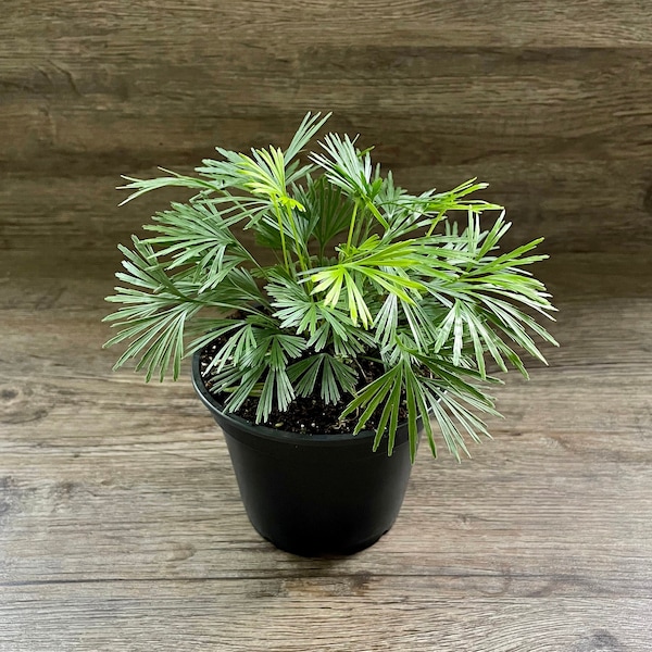 Eyelash Fern - Actiniopteris Australis in a 4" Pot - Exceptional Quality House Plant - Shipped with Absolute Care