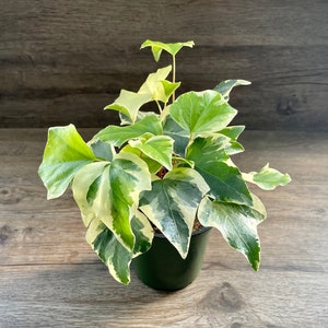 Variegated Algerian Ivy Plant in a 4" Pot - Hedera Canariensis - Vining Indoor Housepant