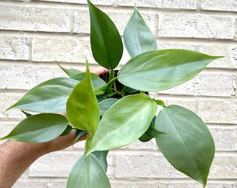 Philodendron Silver Sword Hastatum Plant in a 4" Pot - Live Indoor Aroid Houseplant - Climbing Plant