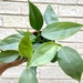 see more listings in the Philodendron & Monstera section