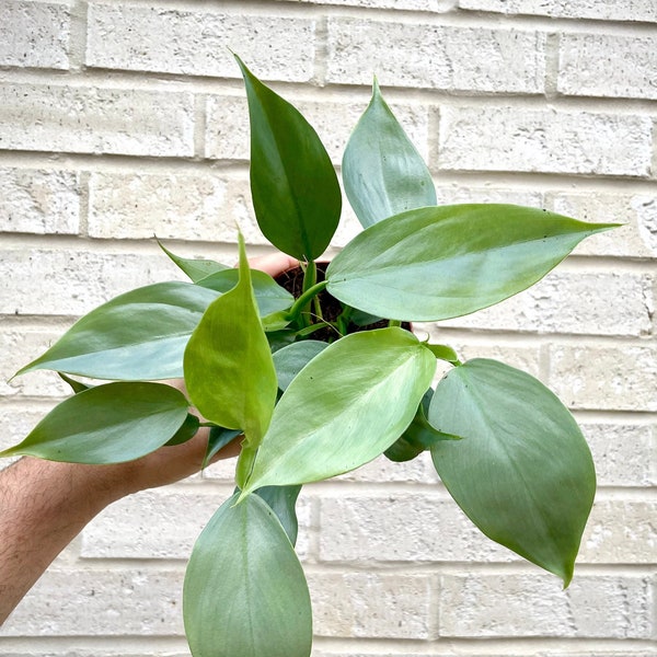 Philodendron Silver Sword Hastatum Plant in a 4" Pot - Live Indoor Aroid Houseplant - Climbing Plant