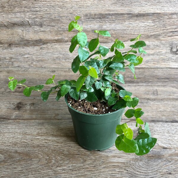 House Plant Etsy