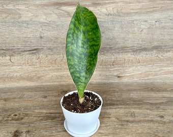 Whale Fin Snake Plant - Sansevieria Masoniana in a 4" Pot - Exceptional Quality Houseplant - Optional White Decorative Pot