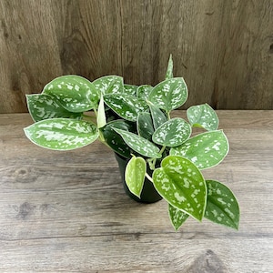 Scindapsus Pictus Argyraeus in a 4" Pot - Silver Satin Pothos - Vining House Plant - Shipped with Absolute Care