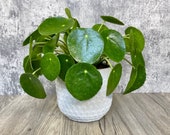 Pilea Peperomiodes Chinese Money Plant in a 4 quot Pot - Exceptional Quality House Plant - Shined Shipped with Absolute Care