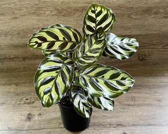 Calathea Makoyana Peacock Prayer Plant in a 4" Pot - Live Indoor Houseplant - Optional White Decorative Pot