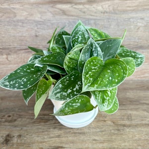 Scindapsus Pictus Argyraeus Plant in a 6" Pot - Silver Satin Pothos - Trailing Indoor Houseplant - Optional White Decorative Pot