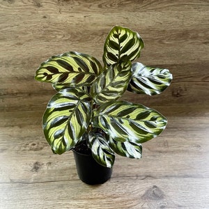 Calathea Makoyana Peacock Prayer Plant in a 4" Pot - Live Indoor Houseplant - Optional White Decorative Pot