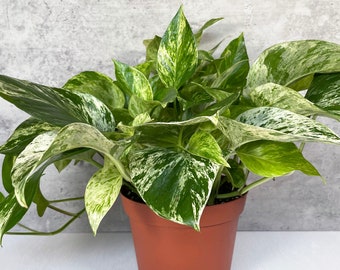 Marble Queen Pothos Plant in a 6" Pot - Live Indoor Houseplant - Variegated Vining Plant