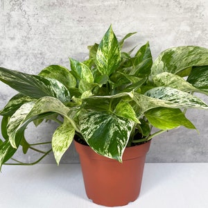 Marble Queen Pothos Plant in a 6" Pot - Live Indoor Houseplant - Variegated Vining Plant