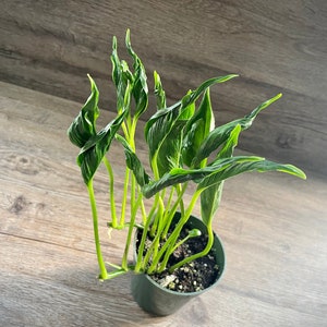 Epipremnum Aureum Shangri La Pothos Plant in a 4" Pot - Vining Indoor Houseplant - Trailing Plant