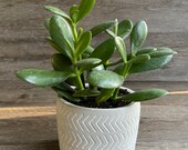 LIVE Jade Plant in a 4 quot Pot - Crassula Ovata - Lucky Money Plant - Delightful Houseplant - Plant Gift