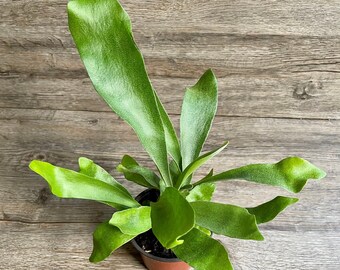 Staghorn Fern Plant in a 4" Pot - Platycerium Bifurcatum - Exceptional Quality Houseplant