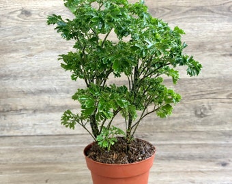 Ming Aralia Parsley in a 4" Pot - Polyscias Fruticosa Elegans - Exceptional Quality House Plant - Shipped with Absolute Care