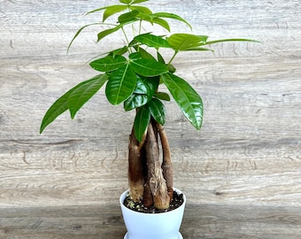 Money Tree in a 4" Pot - Pachira Aquatica - Bonsai Plant - Exceptional Quality Houseplant - Optional White Decorative Pot