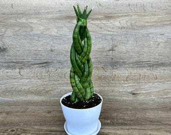 Braided Sansevieria Cylindrica Dragon Fingers Plant in a 4" Pot - Low Maintenance Houseplant - Optional White Decorative Pot