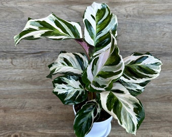 Calathea Fusion White Plant in a 4" Pot - Stunning Variegated Houseplant - Optional White Decorative Pot