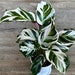 see more listings in the Most Giftable Plants section