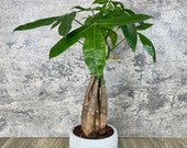 Money Tree in a 4 quot Pot - Pachira Aquatica - Bonsai - Quality House Plant - Shipped with Absolute Care