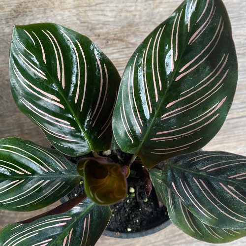 calathea ornata care singapore