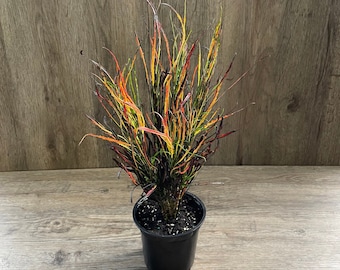 Croton Codiaeum Picasso's Paintbrush Plant in a 4" Pot - Shipped with Absolute Care