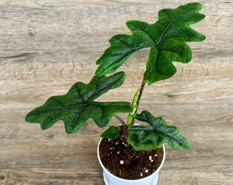 Alocasia Jacklyn Plant in a 4" Pot - Alocasia Tandurusa - Live Indoor Houseplant