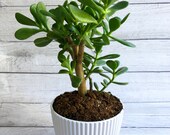 6 quot Pot - Jade Plant - Crassula Ovata - Lucky Money Plant - Money Plant - Live Houseplant - Plant Gift