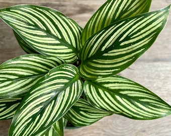 Calathea Vittata Plant in a 4" Pot - Exceptional Quality House Plant - Packaged & Shipped with Absolute Care