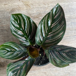 Calathea Pinstripe Ornata Plant in a 4" Pot - Exceptional Quality House Plant - Shined & Shipped Priority Mail with Absolute Care