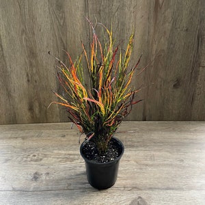 Croton Codiaeum Picasso's Paintbrush Plant in a 4" Pot - Shipped with Absolute Care